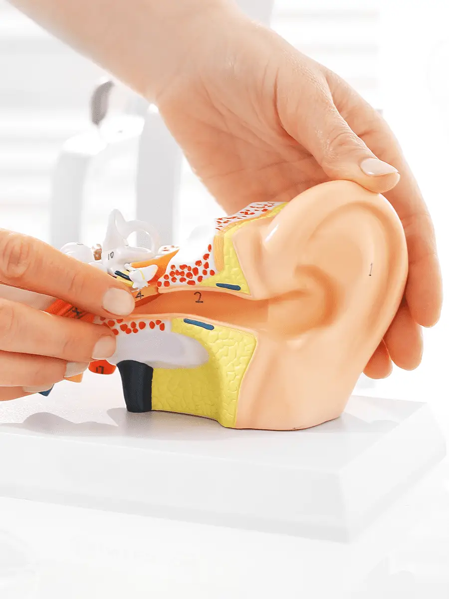 Schütt Optik Hörakustik Ludwigsburg Schutz vor Hörverlust Ohr