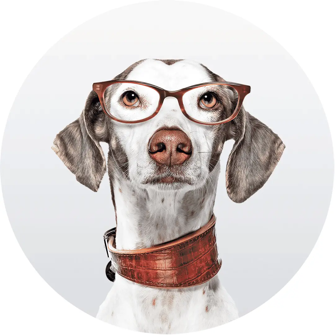 Schütt Optik Hörakustik Ludwigsburg Hund Kontakt